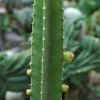 Pachycereus_gaumeri